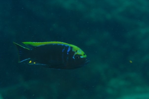 Cynotilapia aurifrons 'Luwino Reef'